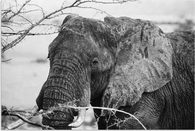 Produktbild von MuchoWow® Poster Elefant - Tiere - Äste - Natur - Schwarz und weiß 60x40 cm - Schlafzimmerdekoration
