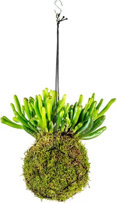 Produktbild von Gardners Kokedama-Crassula (M)