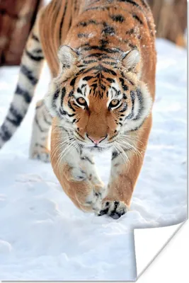 Produktbild von MuchoWow® Poster Tiger - Schnee - Tiere 20x30 cm - Papierdruck