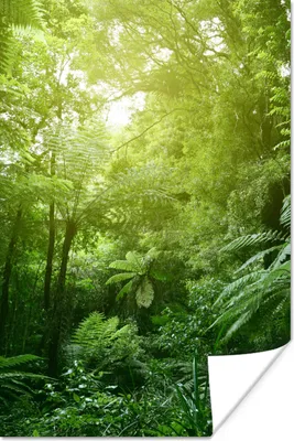 Produktbild von MuchoWow® Poster Dschungel - Pflanzen - Blätter - Jungen - Mädchen - Kinder 80x120 cm - Papierdruck