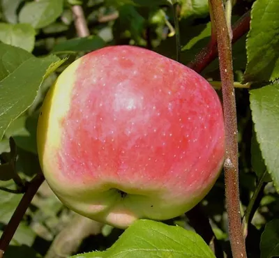 Produktbild von Apfelbaum Jakob Fischer Herbstapfel Buschbaum 110-140 cm MM 111