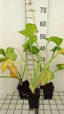 Produktbild von 6 x Hosta hybr. 'Guacamole' - Hosta - Topf 9 x 9 cm