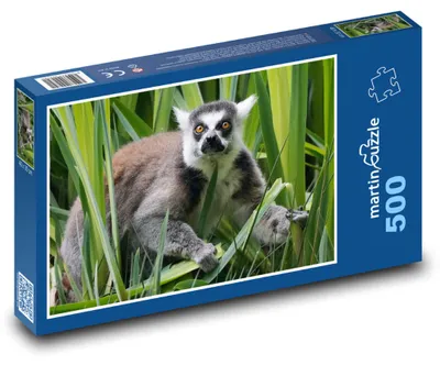 Zdjęcie produktu dla martinpuzzle - Puzzle 500 elementów - Lemur