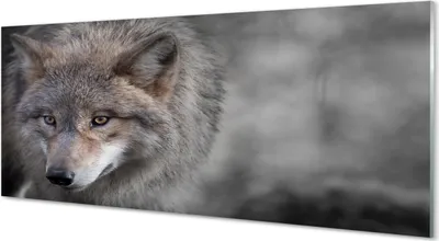 Produktbild von Glasbilder 125x50 Wandkunst Wolf