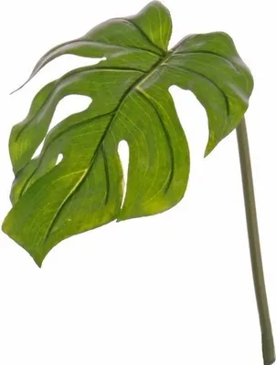 Produktbild von Kunstpflanze Monstera Zweig - gruner Blattstamm - 55 cm