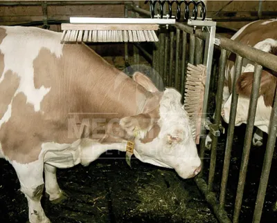 Produktbild von Kerbl Viehbürste texas
