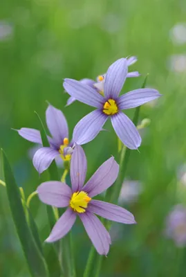 Produktbild von Blaue Binsenlilie, im Topf - Sisyrinchium angustifolium