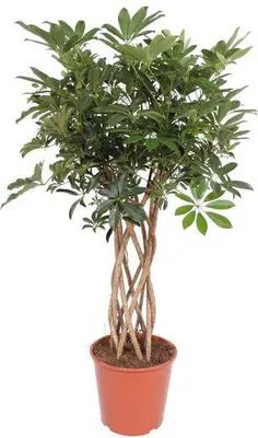 Zdjęcie produktu dla Schefflera Arboricola Compacta - roslina doniczkowa - 130cm - Ø30cm - ozdobna