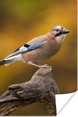 Produktbild von MuchoWow® Poster Vogel - Zweig - Eichelhäher 20x30 cm - Papierdruck