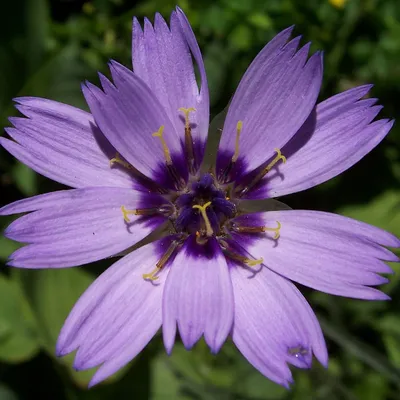 Obrázok produktu pre 6 x Modrokvitnúca chrastica - Catananche caerulea | kvetináč 9cm x 9cm