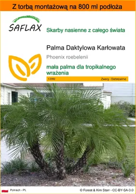 Zdjęcie produktu dla SAFLAX - Garden in the bag - Palma Daktylowa Karłowata - 25 Nasiona - Z podłożem uprawowym w praktycznej, samorozkładającej się torbie - Phoenix roebelenii