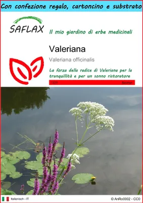Immagine prodotto di SAFLAX Set regalo - Valeriana - 200 semi - Valeriana