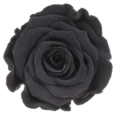 Produktbild von Infinity Rose L Ø5cm konserviert stabilisiert haltbar Rosenkopf ewige Rosenblüte 1 St. Schwarz (bla01)