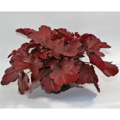 Produktbild von Heuchera "Royal Ruby" - Purpurglöckchen "Royal Ruby" im Topf 12 cm - 12 cm