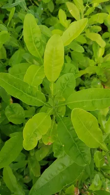 Image de Citrus macrophylla (De semis) / Citronnier Alemow