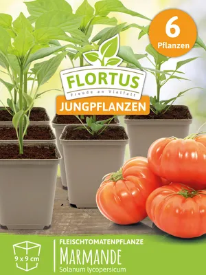 Produktbild von Fleischtomatenpflanze Marmande | Tomatenpflanzen von FLORTUS, Menge:6 Pflanzen
