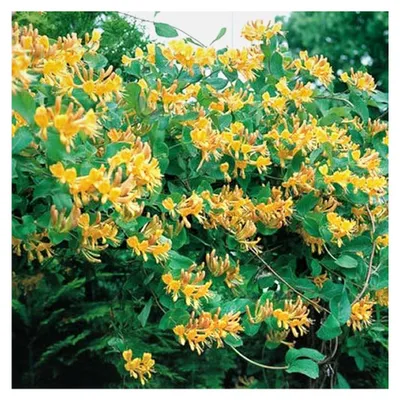 Produktbild von Lonicera Tellmanniana - Winterhartes Orange Geißblatt - Kletterpflanze für Balkon und bienenfreundlich
