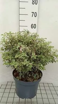 Obrázok produktu pre Pittosporum ten. 'Variegatum' - Australischer Lorbeer 50- 60 cm - Kontajner