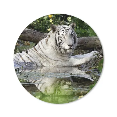 Produktbild von MuchoWow® Mauspad Mousepad Weißer Tiger im Wasser 30x30 cm - Mousepads - Maus Mat - Pad - Mausunterlage - Tischunterlage - Schreibtischmatten
