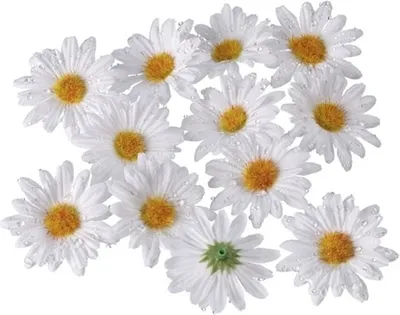 Produktbild von 12 Deko-Accessoires Ø 50 mm weiss "Daisy"
