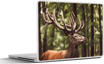 Produktbild von MuchoWow® Laptop Aufkleber Sticker Cover Hirsch - Natur - Geweih - Wald - Tiere 30x22 cm - Laptop-Sticker