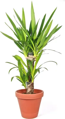 Obrázek produktu pro Gardners Yucca, průměr 17 cm