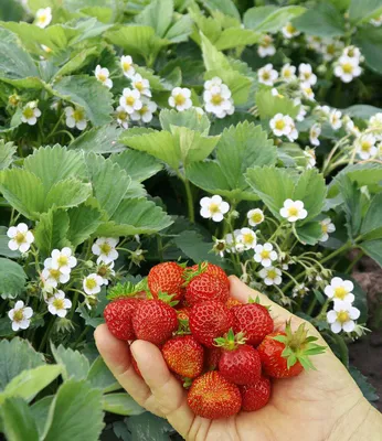 Produktbild von BALDUR Garten 4x Bodendecker-Erdbeere 'Erdbeerwiese', Pflanzen im 7x7 cm-Topf, sehr aromatischen Früchten, Kreuzung aus Wald- & Gartenerdbeere, leicht zu pflücken, winterhart & pflegeleicht