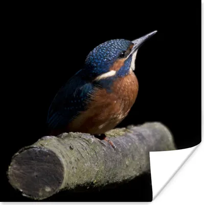 Produktbild von MuchoWow® Poster Eisvogel - Federn - Vogel 75x75 cm - Wand Dekoration