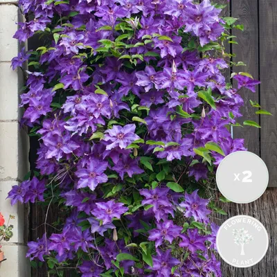 Zdjęcie produktu dla Bloomique - Zestaw 2 szt. - Clematis The President - Pnącze leśne - Fioletowe - Rośliny pnące - Rośliny ogrodowe - Odporne na zimę - 50-70 cm wysokości - doniczka 15 cm
