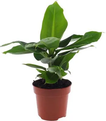 Obrázok produktu pre Banánovník Musa Oriental Dwarf – zakrpatený banánovník, izbová rastlina, priemer 12 cm, výška 35 cm, dekorácia