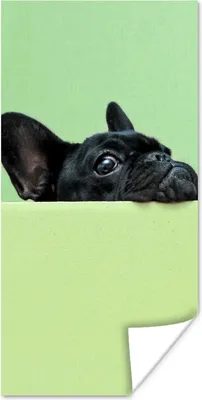 Produktbild von MuchoWow® Poster Französische Bulldogge - Grün - Schwarz 60x120 cm - Wandschmuck