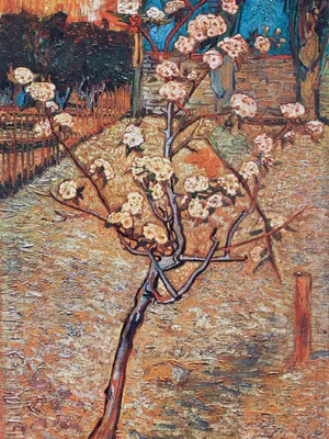 Obrázek produktu pro Vincent Van Gogh umělecký obraz tisk - Kvetoucí hruška, 1888 (80 x 60 cm)