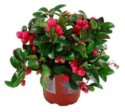Produktbild von Enseleits Scheinbeere, Gaultheria  procumbens, Rebhuhnbeere