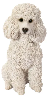 Image de caniche blanc assis
