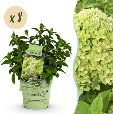 Produktbild von Hydrangea panniculata Groundbreaker Greeny - Pflaumenhortensie - Winterhart - Creme - 8 Pflanzen - 20-25cm - Ø14cm - Gartenpflanze