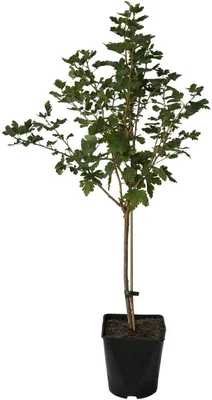 Produktbild von Captivator fast dornenlose Stachelbeere rote Früchte Fußstamm 50 cm Stamm 80-100 cm 4 Liter Topf