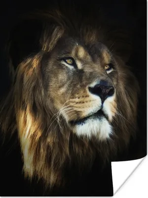 Produktbild von MuchoWow® Poster Löwe - Fell - Schwarz 120x160 cm - Wandbilder