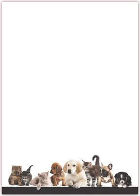 Produktbild von Motiv Briefpapier (Tiere-5042, DIN A4, 25 Blatt). Einseitig bedrucktes Briefpapier,  beschreibbar, Motivpapier für alle Drucker/Kopierer geeignet Motiv Tiere Hunde Katzen Tierhandlung Zoo Tierbedarf