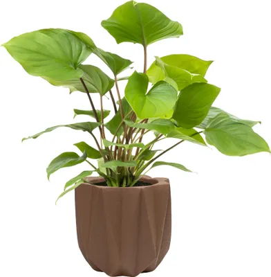 Obrázok produktu pre QUVIO Cementový kvetináč - Kvetináč - Vnútorné kvetináče - Vonkajšie kvetináče - Kvetináč - Kvetináče - 15 x 15 x 14 cm - Hnedý