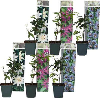 A collection of potted plants with decorative sleeves, arranged in a staggered formation.