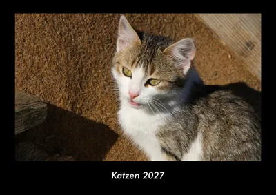 Produktbild von Katzen 2027 Fotokalender DIN A3