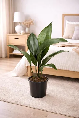 Immagine prodotto di Aspidistra elatior 50 cm Palma del calzolaio – pianta da appartamento robusta, palma del macellaio, facile da curare, pianta verde longeva per casa e ufficio