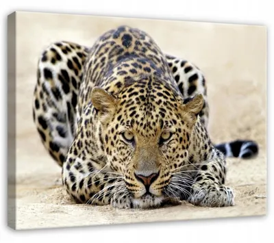 Produktbild von Leinwandbild Lampard Tiere Natur - 120x80 cm - Wandbilder Wohnzimmer Schlafzimmer - Leinwand Leinwandbild Beige - PP14750O20