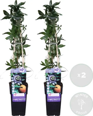 Produktbild von Bloomique - 2er-Set - Passiflora Caerulea - Passionsblume - Blau, Weiß - Kletterpflanzen - Gartenpflanzen - Winterhart - 50-70 cm Hoch - Topf 15 cm