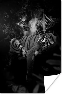 Produktbild von MuchoWow® Poster Tiger und Schmetterlinge im Dschungel - schwarz und weiß 60x90 cm - Wanddekoration