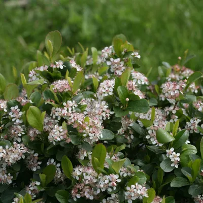 Produktbild von 2 x  Apfelbeere - Aronia melanocarpa  | 40-60 cm in Container