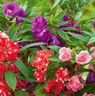 Zdjęcie produktu dla NASIONA Kwiatów Niecierpek Balsamina Mieszanka Mix 2g Kwiaty 256018