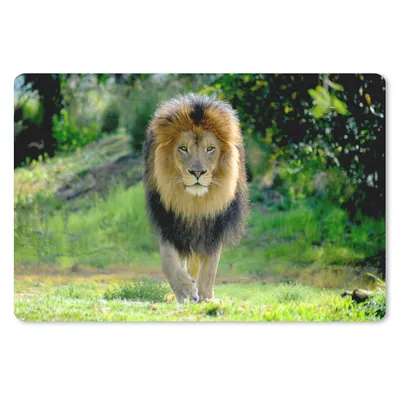 Produktbild von MuchoWow® Schreibtischunterlage Löwe - Jagd - Porträt 60x40 cm - XXL Mauspad - Großes Mauspad