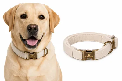 Image de Collier pour chien Flamingo Janka beige, taille : M