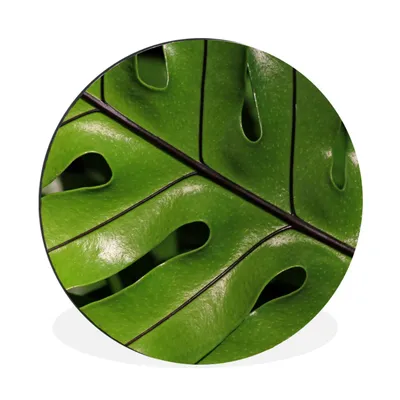 Produktbild von MuchoWow® Aluminium Wandkreis Tropische botanische Blätter leuchten in der Sonne Ø 60 cm Wanddeko Modern Wohnzimmer - Wand Kreis - Wandbild - Schlafzimmer - Aluminium Bild - Kinderzimmer - Wohnzimmer Dekoration - Wandschmuck